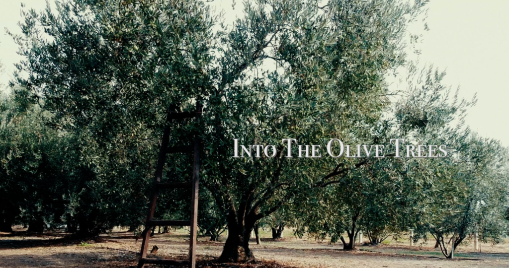 ARTIFACT PROJECT - Into The Olive Trees